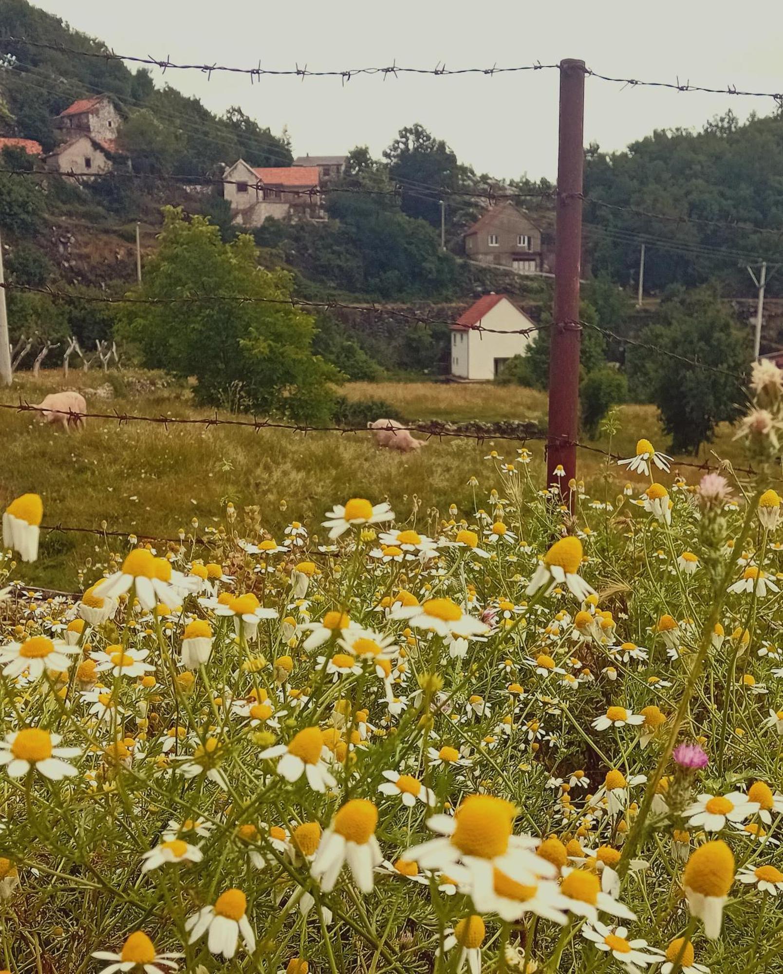 Konak Ugnji-Village ツェティニェ エクステリア 写真